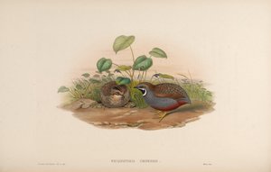 Blue-breasted Quail by John Gould